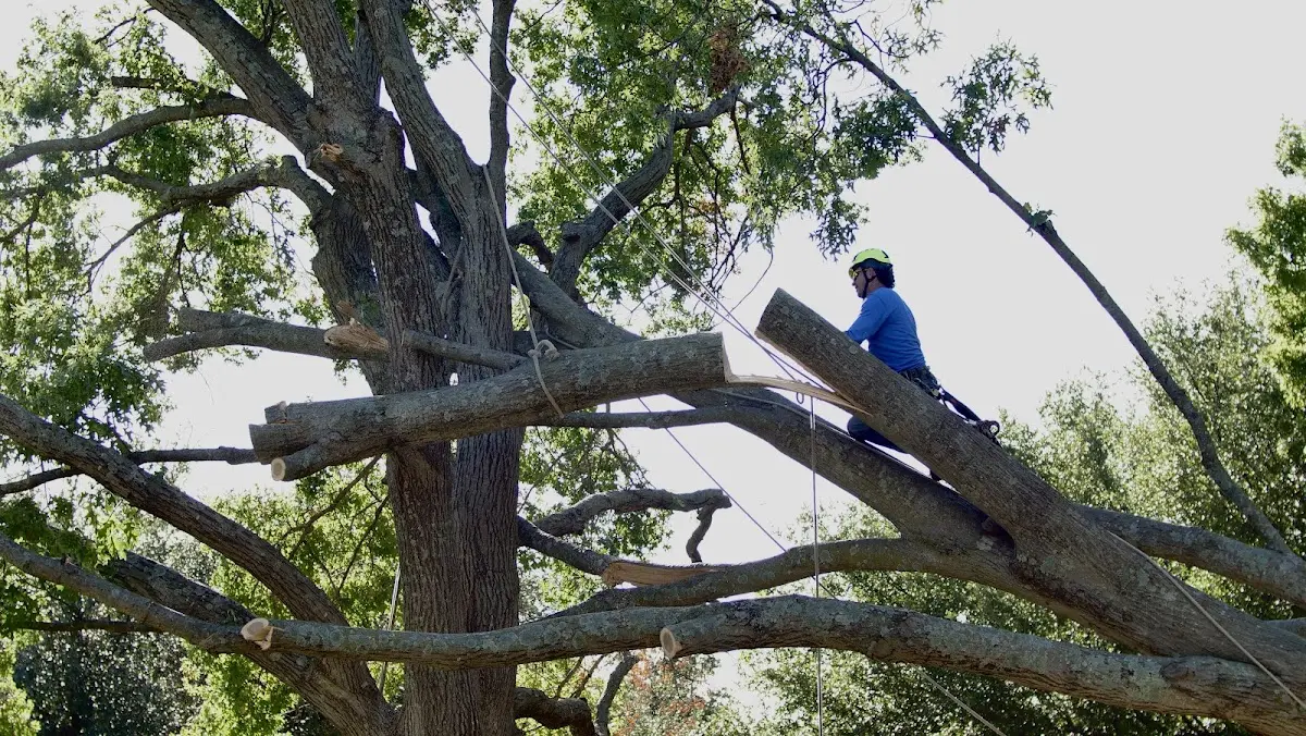 Professional Crown Thinning performed by certified arborists in Truro